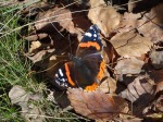 DSC01283.m.jpg (thumbnail)