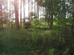 164.JPG (thumbnail)