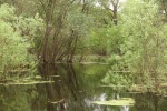 IMG_1899.JPG (thumbnail)
