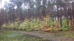 Podkurek 2017 020.jpg (thumbnail)