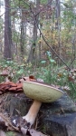 Podkurek 2019 013_m.jpg (thumbnail)
