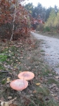 Podkurek 2019 024_m.jpg (thumbnail)