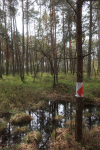 IMG_5518_m.jpg (thumbnail)