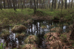 IMG_5527_m.jpg (thumbnail)