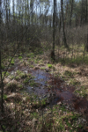 IMG_5551_m.jpg (thumbnail)
