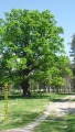 SDC11116.JPG (thumbnail)