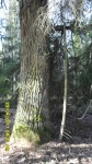 SDC12106.JPG (thumbnail)