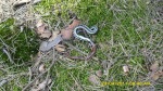 SDC12108.JPG (thumbnail)