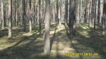 SDC12109.JPG (thumbnail)
