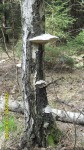 SDC12114.JPG (thumbnail)