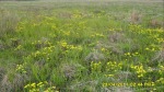 SDC12117.JPG (thumbnail)