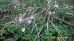 SDC13945.JPG (thumbnail)