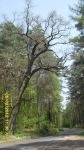 SDC14512.JPG (thumbnail)
