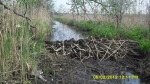 SDC14519.JPG (thumbnail)