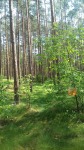 DyMnO 2018 013_m.jpg (thumbnail)