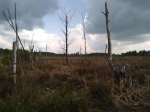JEZIORO_ZAROSNIETE.jpg (thumbnail)