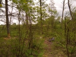 ST_WIES.jpg (thumbnail)
