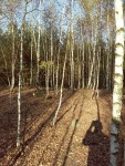 20141007_091953.jpg (thumbnail)