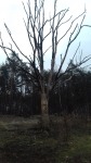 ZAW-OR 19 006.jpg (thumbnail)